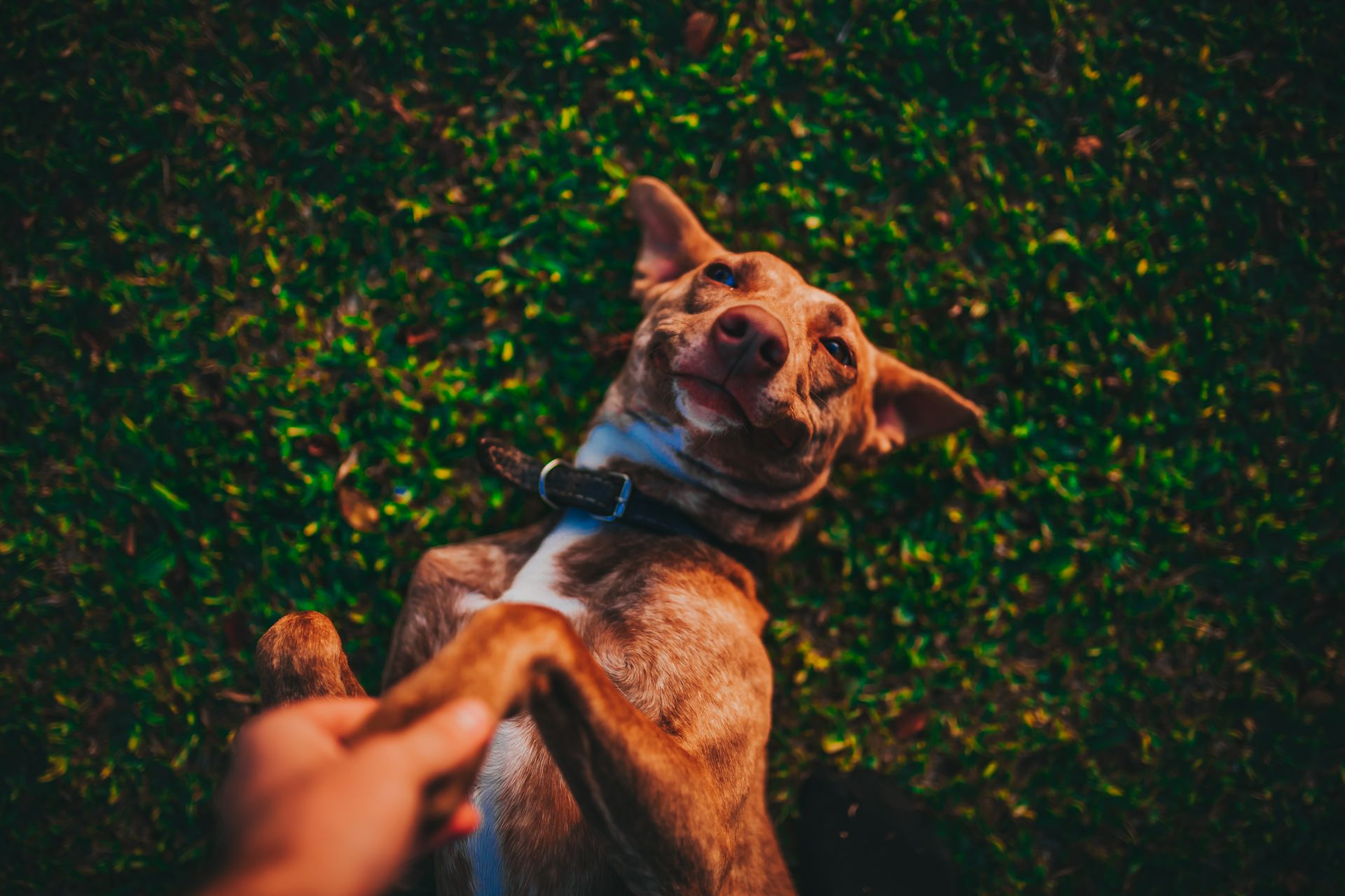 Keeping Pets Loved with Ruff Haven